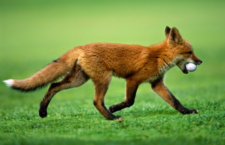 Vossenjacht op 26 mei en Vriendinnendag op 9 juni